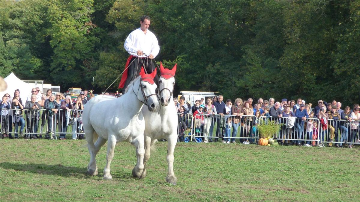 Fête de l'âne et du cheval percheron