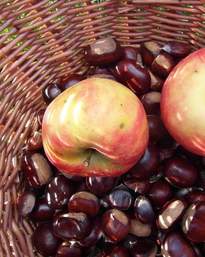 Fête de la pomme et des saveurs d'automne