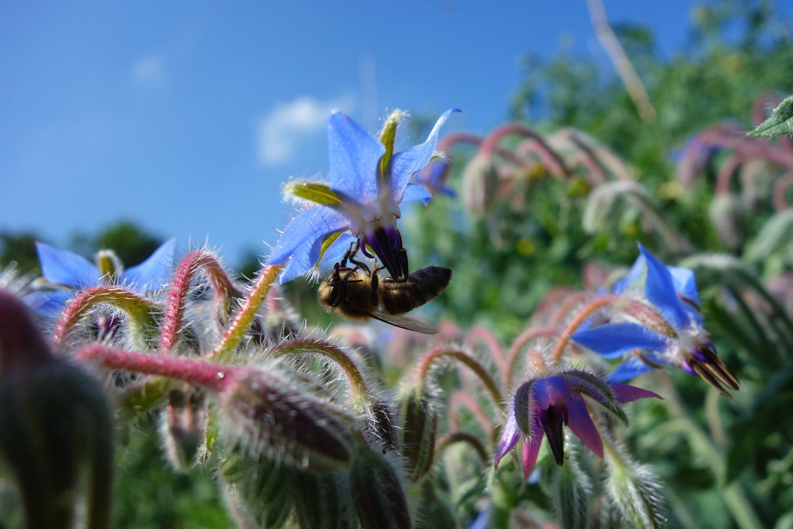 La permaculture et la biodiversité
